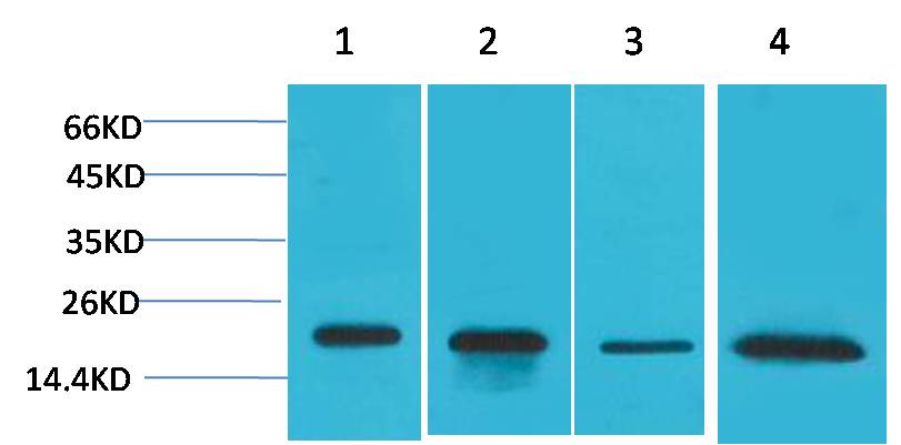 Superoxide Dismutase 1 Rabbit pAb ABZ1499