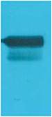 GAL4 Activation Domain Rabbit pAb ABZ1500