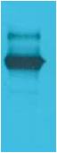 LexA DNA Binding Region Rabbit pAb ABZ1502