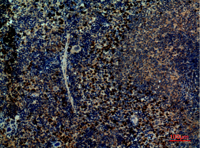 Integrin alpha 4 Rabbit pAb ABZ1506