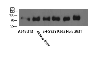 TLE1/2/3/4 Rabbit pAb ABZ1511