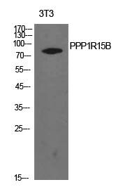 PPP1R15B Rabbit pAb ABZ1528