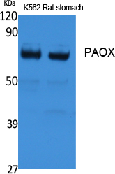 PAOX Rabbit pAb ABZ1534