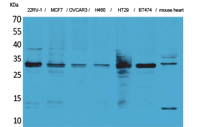 LXN Rabbit pAb ABZ1536