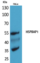 HspBAP1 Rabbit pAb ABZ1537