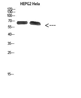 NOL5A Rabbit pAb ABZ1552
