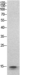 Histone H2B Rabbit pAb ABZ1571