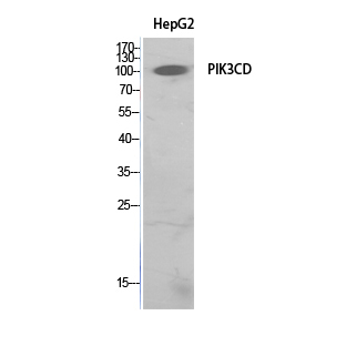 PI3 Kinase p110 delta Rabbit pAb ABZ1572