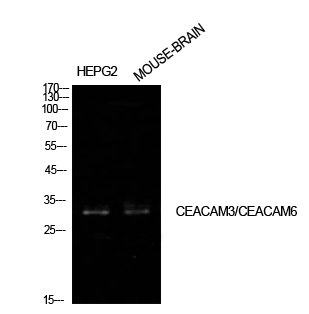 CEACAM6 Rabbit pAb ABZ1575