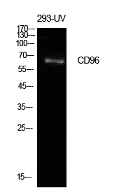 CD96 Rabbit pAb ABZ1576