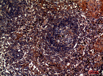 CD179b Rabbit pAb ABZ1581