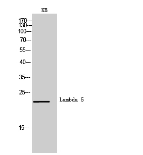 CD179b Rabbit pAb ABZ1581