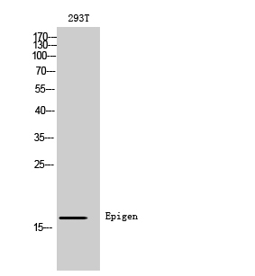 Epigen Rabbit pAb ABZ1583