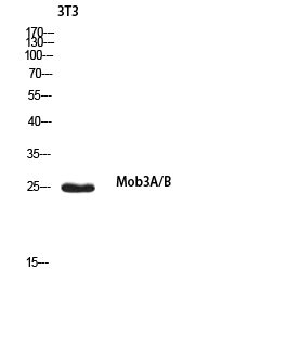 MOB3A/B Rabbit pAb ABZ1584