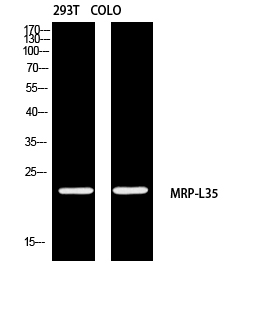 MRPL35 Rabbit pAb ABZ1585