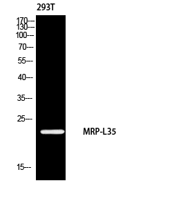 MRPL35 Rabbit pAb ABZ1585