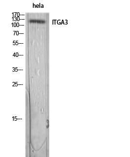Integrin alpha 3 Rabbit pAb ABZ1587