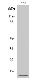 Ubiquitin Rabbit pAb ABZ1598