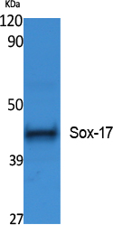 SOX17 Rabbit pAb ABZ1601