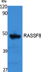 RASSF8 Rabbit pAb ABZ1606