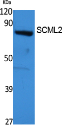 SCML2 Rabbit pAb ABZ1607