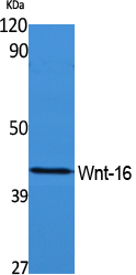 Wnt16 Rabbit pAb ABZ1608