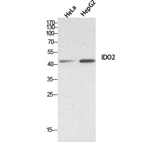 IDO-2 Rabbit pAb ABZ1623