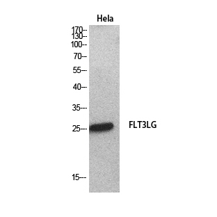 Flt3 Ligand Rabbit pAb ABZ1624
