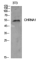 CHRNA1 alpha1 Rabbit pAb ABZ1625