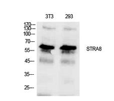 STRA8 Rabbit pAb ABZ1626
