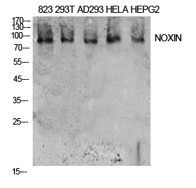 NOXIN Rabbit pAb ABZ1627