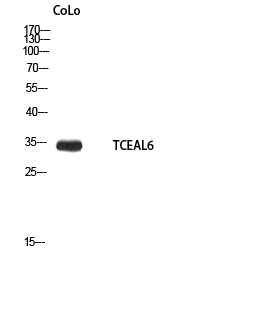 TCEAL6 Rabbit pAb ABZ1630