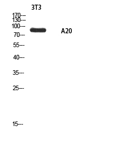 ANKRD20A1 Rabbit pAb ABZ1631