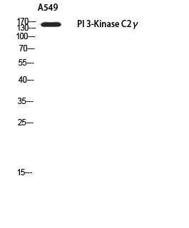 PIK3C2G Rabbit pAb ABZ1633