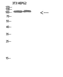 Collagen XXVIII alpha 1 Rabbit pAb ABZ1636