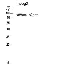 Cactin Rabbit pAb ABZ1639