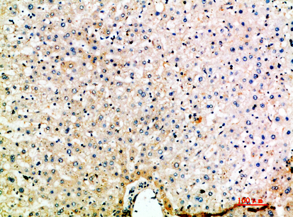 Macrophage Inflammatory Protein 5 Rabbit pAb ABZ1644