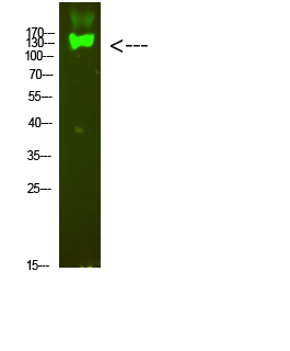 Integrin beta 7 Rabbit pAb ABZ1652