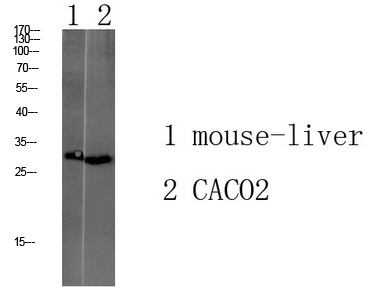 TMEM72 Rabbit pAb ABZ1660