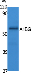 A1BG Rabbit pAb ABZ1668