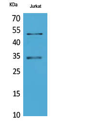 Myoblast Determination Protein 1 Rabbit pAb ABZ1669