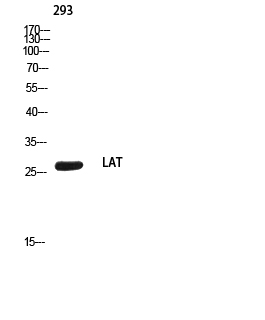 LAT Rabbit pAb ABZ1670