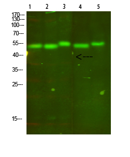 Cytochrome B Rabbit pAb ABZ1671
