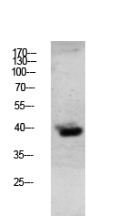 Granzyme B Rabbit pAb ABZ1672