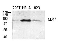 CD44 Rabbit pAb ABZ1673