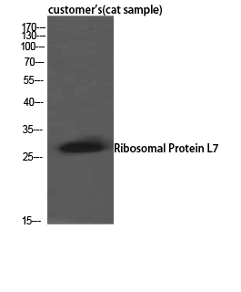 RPL7 Rabbit pAb ABZ1682