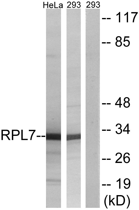 RPL7 Rabbit pAb ABZ1682