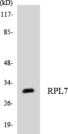 RPL7 Rabbit pAb ABZ1682
