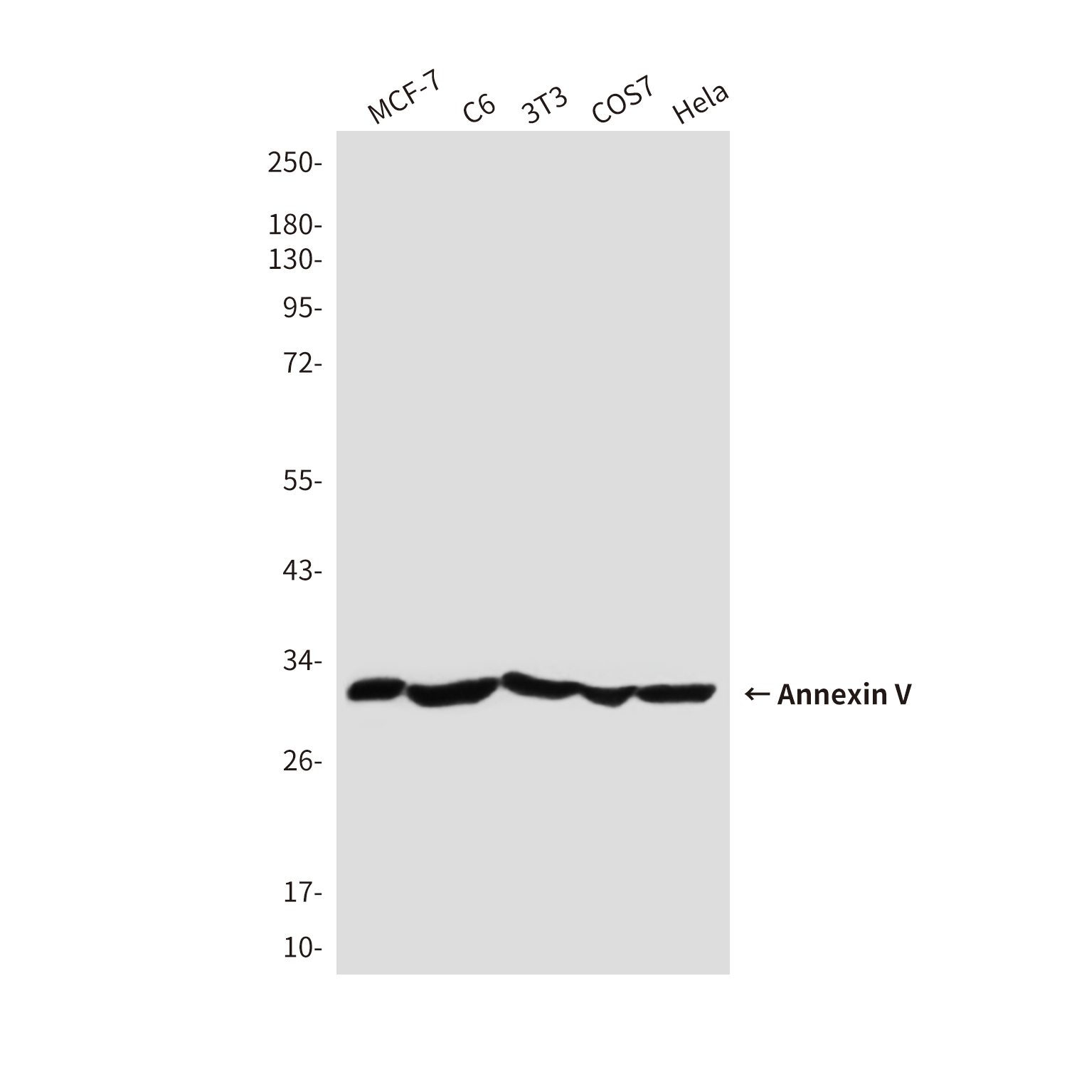 Annexin V Rabbit pAb ABZ1684