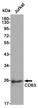 CD63 Rabbit pAb ABZ1686